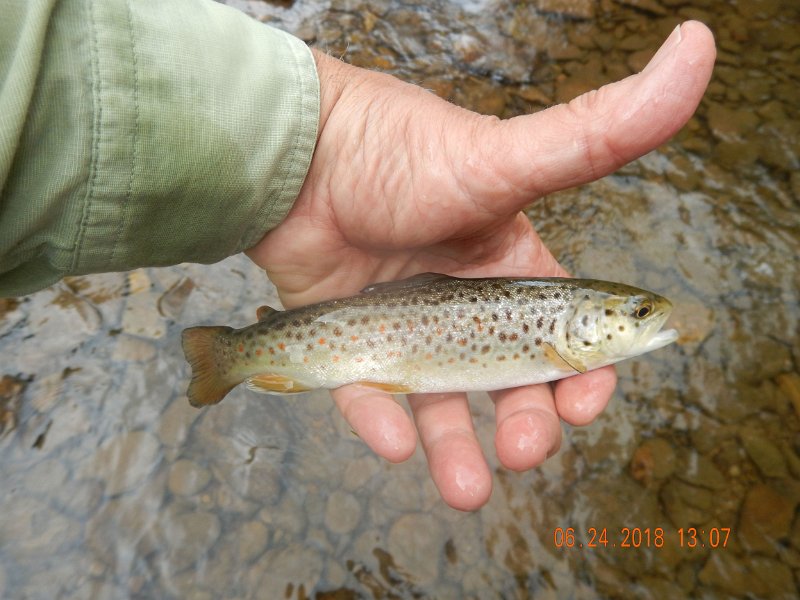 -Kettle Valley-090-.jpg - Then I got a little brown.
